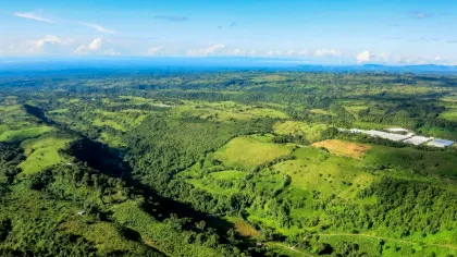 De ce copacii din pădurile tropicale din Panama își lungesc rădăcinile?