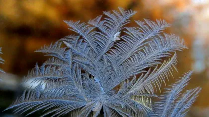 Test de cultură generală. De ce apar flori de gheață pe geamuri iarna?