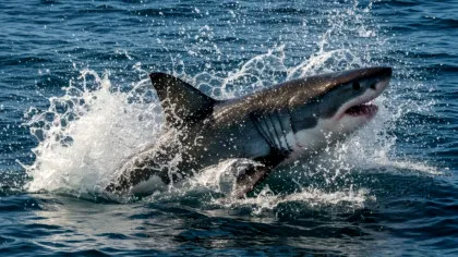 Un mare rechin alb a fost filmat pentru prima dată în Marea Mediterană