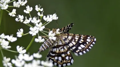 Iată cum viața urbană europeană rescrie ADN-ul insectelor