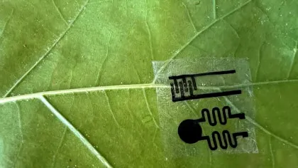 Ce vor să afle oamenii de știință cu ajutorul „smartwatch-urilor” pentru plante?