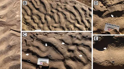 Ce au aflat cercetătorii despre niște roci misterioase cu „piele de elefant”?