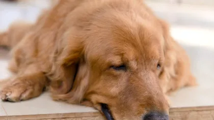 Chiar și câinii pot face Alzheimer. Care sunt semnele de demență canină?