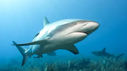 Rechinii, specie care există pe acest Pământ de peste 400 de milioane de ani, încep să aibă probleme cu dinții