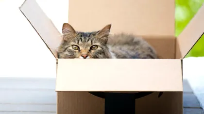 O pisică a trecut prin aventura vieții după ce a fost trimisă din greșeală într-un colet