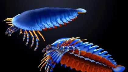 O nouă specie de păianjen preistoric descoperită în adâncuri a fost numită în onoarea lui Jacques Cousteau