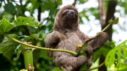 De ce mamiferele nu sunt la fel de colorate ca reptilele, păsările sau peștii?