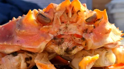 O specie hibridă și-a făcut apariția în Marea Bering. Ce se știe până acum?