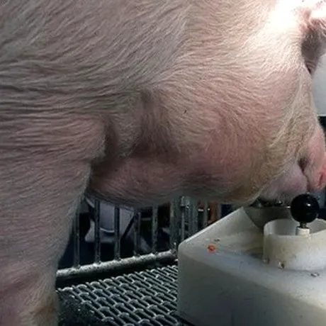 Patru porci au învățat să joace jocuri video. Animalele au depășit așteptările