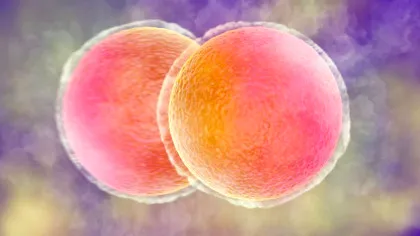 Celulele pielii umane au fost folosite pentru a crea ovule fertilizabile