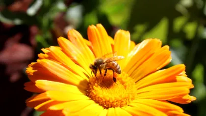 Pierderea biodiversității amenință direct sănătatea oamenilor, arată un nou studiu: dispariția polenizatorilor afectează alimentația și veniturile