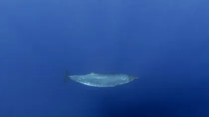 După mai bine de 150 de ani, o creatură misterioasă din adâncurile oceanelor îi pune pe gânduri pe cercetători