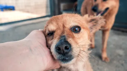 Cum afectează abandonul repetat comportamentul animalelor