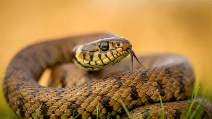 De ce șerpii evoluează mereu în canibali?