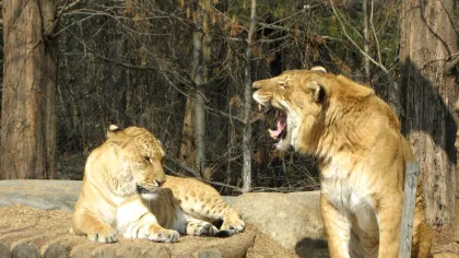 Ligrul: întâlnirea rară dintre regele leu și tigru