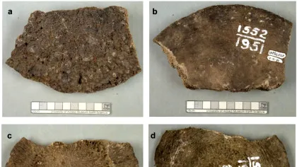 Cele mai tinere fosile de mamut găsite vreodată s-au dovedit a fi cu totul altceva