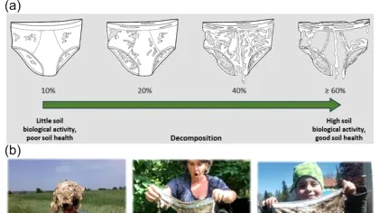 Experiment inedit în Elveția: de ce oamenii de știință au îngropat peste 2.000 de articole de lenjerie intimă