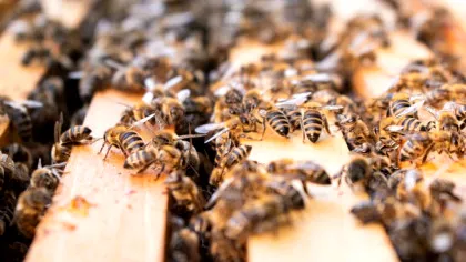 Stupi pe acoperișurile birourilor, metoda care promite reducerea stresului