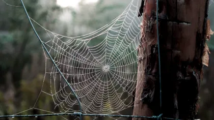 Cercetătorii au aflat de ce mătasea și pânza de păianjen sunt atât de rezistente și flexibile