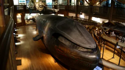 De ce singura balenă albastră complet împăiată are acum gura închisă? Motivul este unul foarte neobișnuit