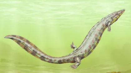 Fosile vechi de 300 de milioane de ani dezvăluie că primele vertebrate ajunse pe uscat nu erau ceea ce credeam, susțin cercetătorii