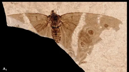 Cercetătorii au descoperit ruda antică a fluturelui Împărat violet