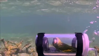 Un bărbat a creat un mic submarin pentru ca papagalul său poată privi viața de sub apă