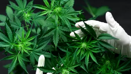 Stresul influențează consumul de cannabis nu doar la oameni, ci și la șobolani