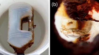 Un crab a supraviețuit într-o sticlă de plastic pe mare timp de două luni