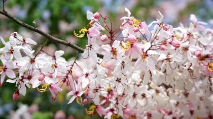 Ce temperaturi vom avea în luna aprilie? Meteorologii au actualizat prognoza!