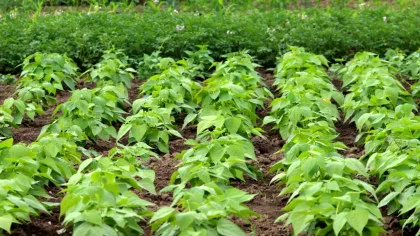 O plantă cheamă în ajutor „trupe speciale” atunci când este atacată de omizi
