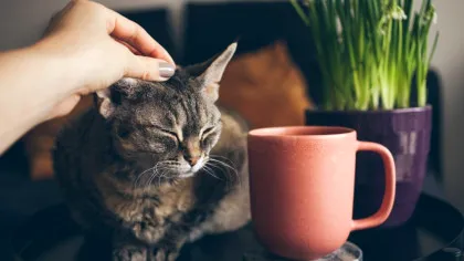 Sunetele produse de pisici atunci când torc dezvăluie mai multe decât mieunatul