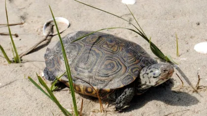 Un pui de țestoasă cu două capete a fost găsit la Cape Cod. Este al treilea caz în cinci ani