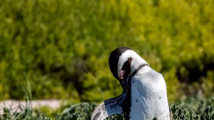 Pinguinii mor de foame pe coasta Africii de Sud. Populațiile au scăzut cu 95% în doar 8 ani!