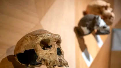 Ce s-a întâmplat după ce oamenii de știință au introdus gene de Neanderthal și Denisovan la șoareci?
