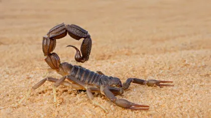 Cercetătorii au scos la iveală secretul metalic al scorpionilor