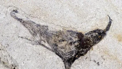 Un sit fosilifer din China dezvăluie o multitudine de creaturi complexe care au trăit înainte de explozia cambriană