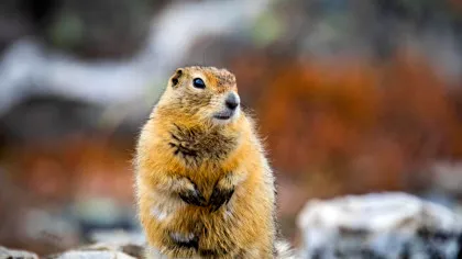 Test de cultură generală. Pot animalele să prezică vremea?