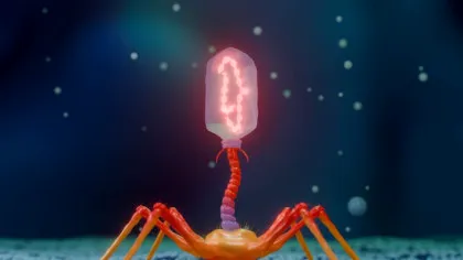 Un startup susține că a folosit cu succes un virus creat cu AI pentru a trata o infecție bacteriană