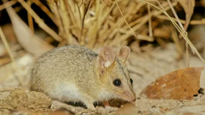 Cercetătorii au surprins pentru prima dată cum se târăsc micile marsupiale spre marsupiul mamei lor