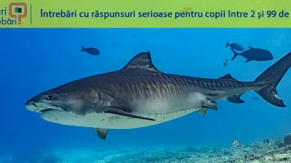 Care este cel mai lung pește din ocean?