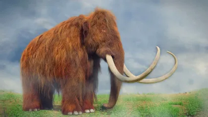 O nouă descendență de mamuți tropicali a fost descoperită în Mexic