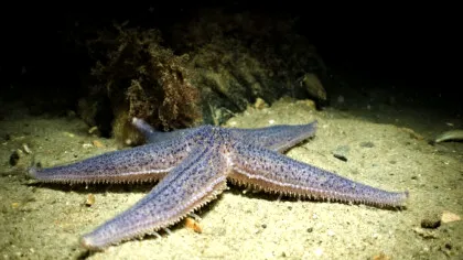 Stelele de mare controlează sute de picioare, deși nu au creier. Cum reușesc?