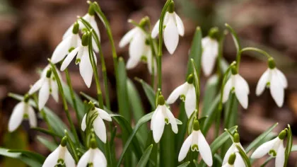 Meteorologii anunță că primăvara își intră în drepturi. Cum va fi vremea până pe 15 martie?