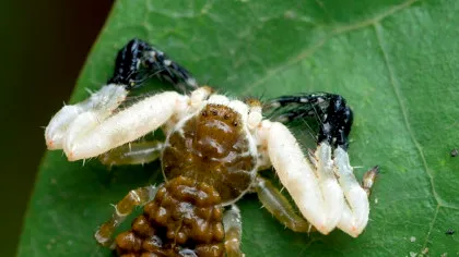 Ce fac unii păianjeni pentru a nu deveni pradă? Tactica lor nu miroase deloc bine!