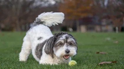 Ce înseamnă atunci când un câine evită privirea omului? Limbajul câinilor, explicat pe înțelesul tuturor!