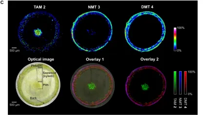Cercetătorii au creat o plantă care produce 5 substanțe psihedelice în același timp