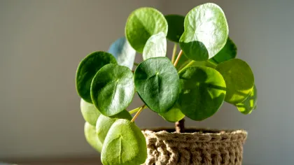 Motivul pentru care plantele de interior nu mor, dar nici nu cresc. Ce recomandă un expert?