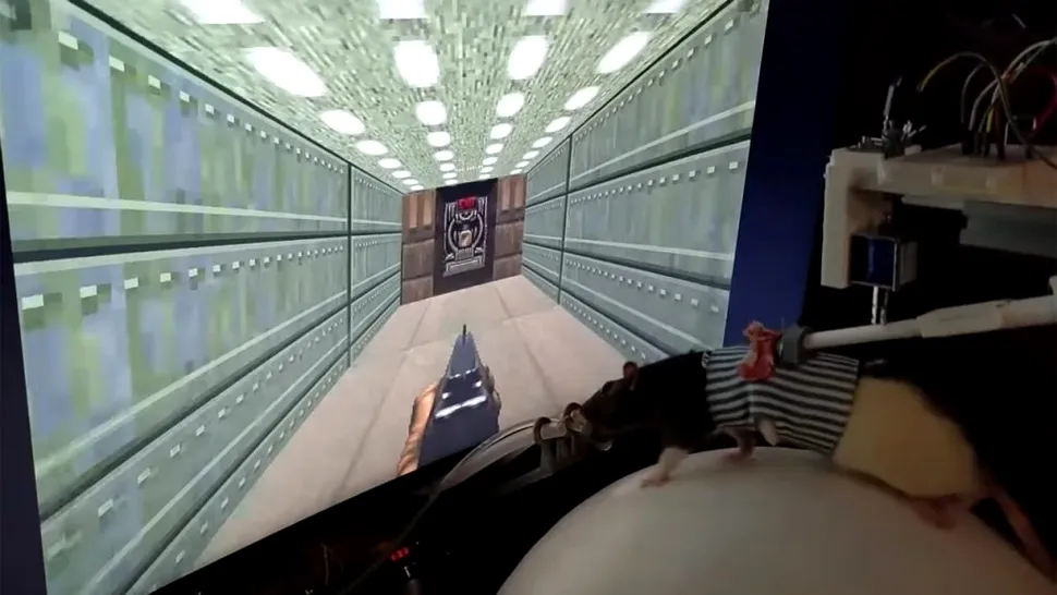 VIDEO: Șobolani, învățați să joace Doom II. I-am putea vedea pe Twitch