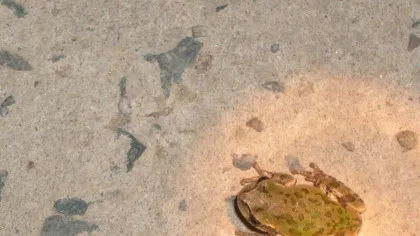 Un medicament puternic anticancerigen, descoperit într-un loc neașteptat